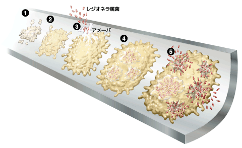 レジオネラ属菌が発生する過程